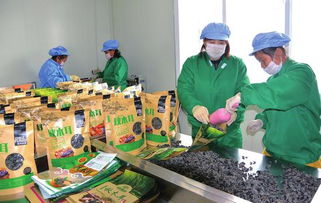 白山 創新創業風鵬正舉，食品互聯網銷售譜寫新篇章